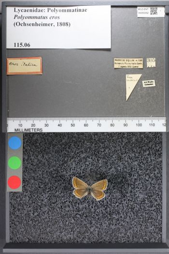 Media type: image;   Entomology 55352
